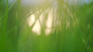 Movie / Tamariver / 2025